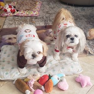 Meet Gem 💎 my Covid Rescue